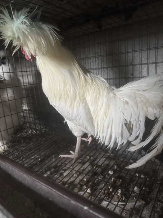 Moțată olandeză 3+1