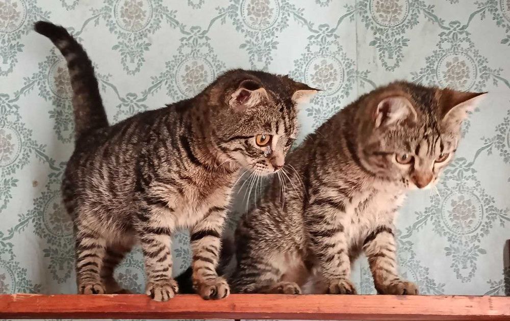 Котята в добрые руки. Смотрите другие объявления автора.
