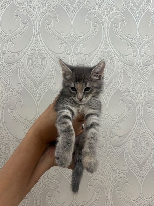 Отдам в добрые руки