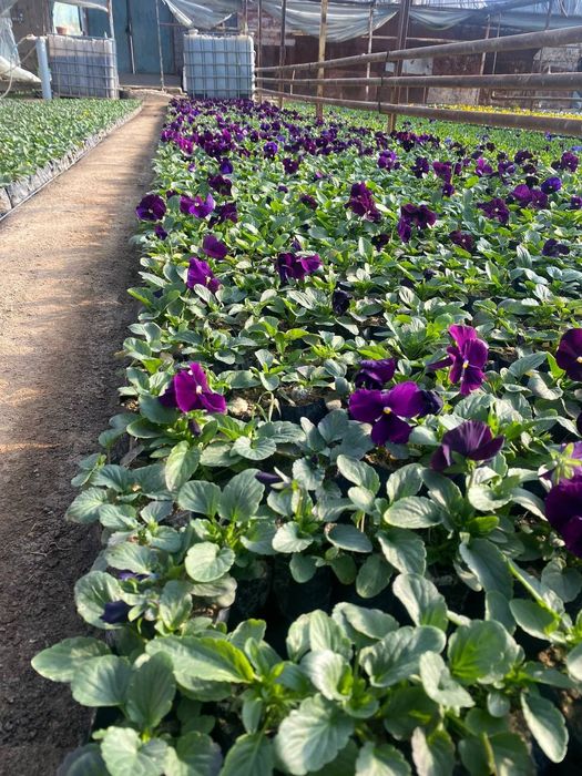 Mavsumiy gullar viola