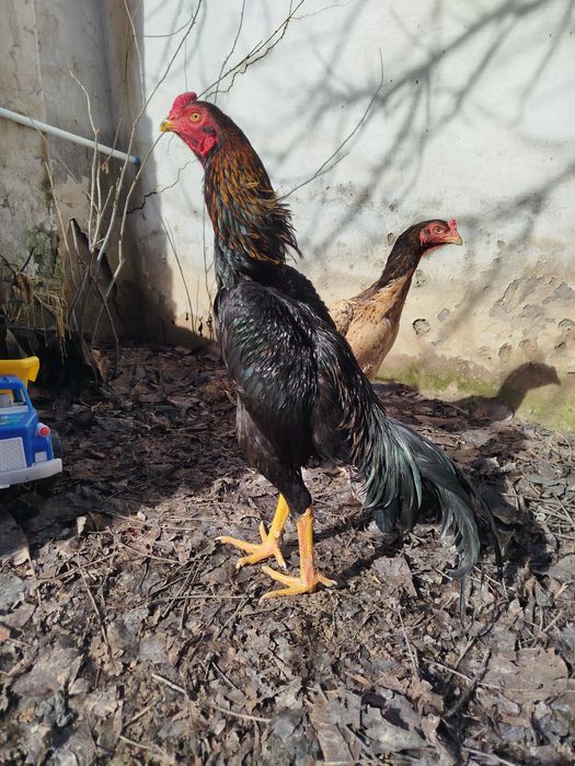 Тоза шамо зотладан