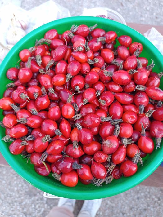 Продам шиповник свежесобранный