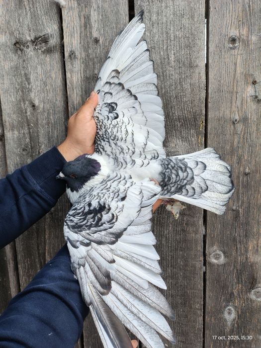 Porumbei voiajori colorați