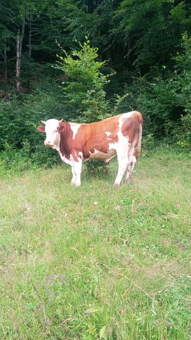 Vând taur de un an jumate