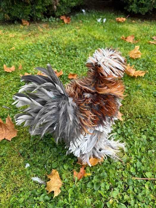 Тескари куен парт жужа тухумларига заказ оламиз