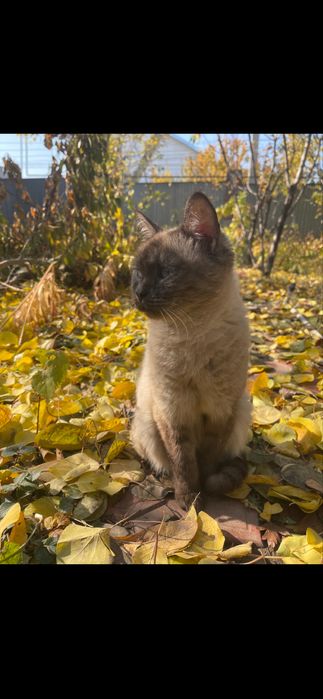 Отдам кошку в хорошие руки
