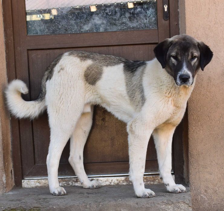 Ciobanesc Asia Centrală (Alabai) de 6 luni ,din părinți campioni