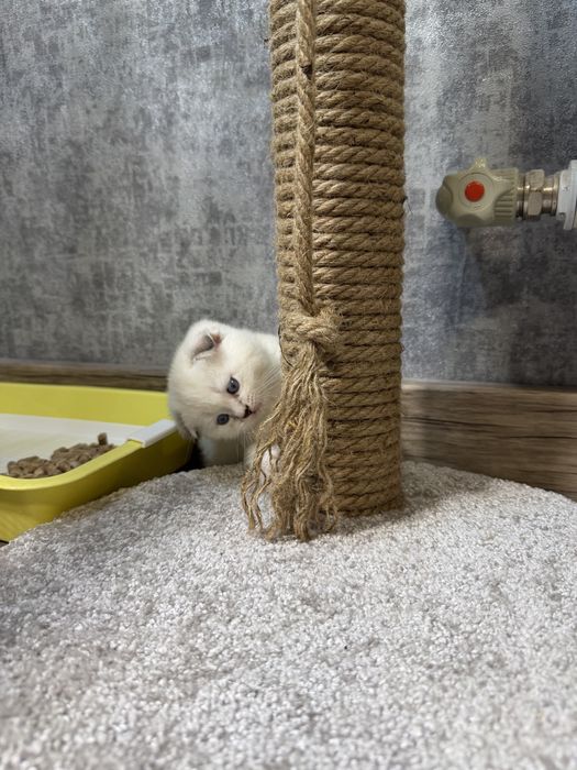Котенок шотландский