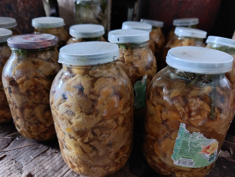 Грибы лисички маринованные