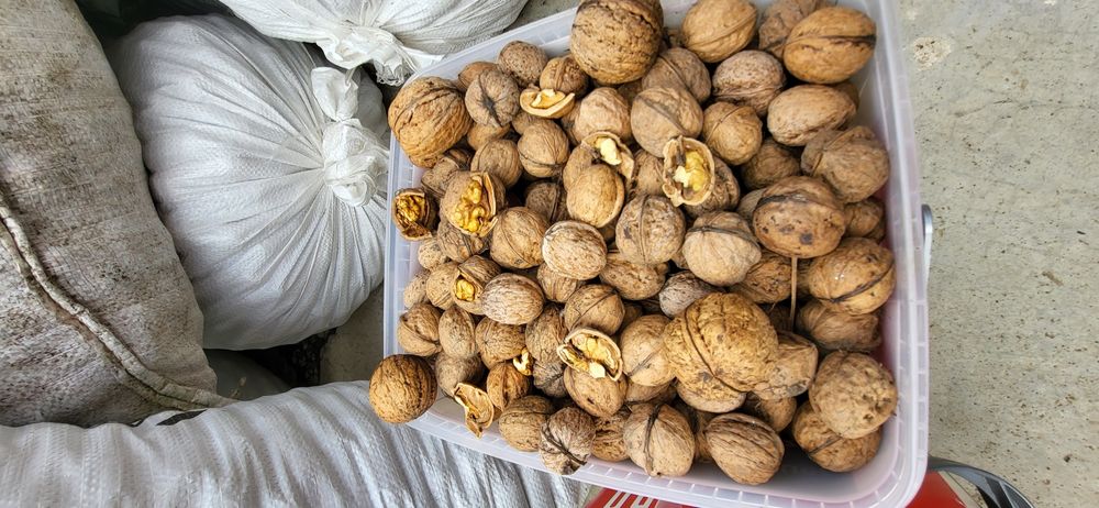 Vand nuci in coaja 13 Ron/kg