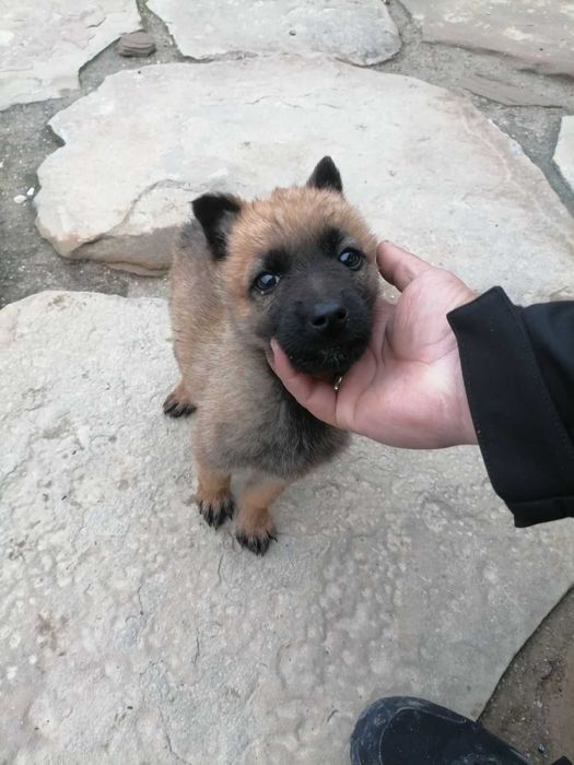 Малки кученца малиноа