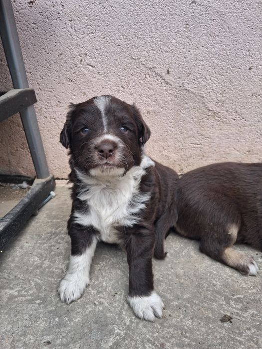 Adopție!  Pentru mai multe detalii sau poze, vă rog să mă contactați în privat.