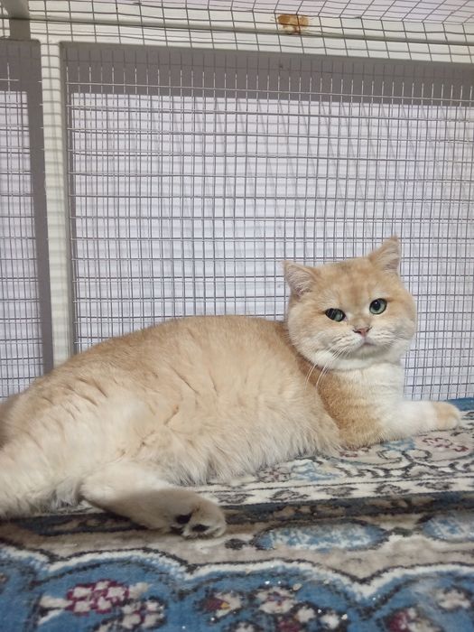 Британский шиншилла вязка