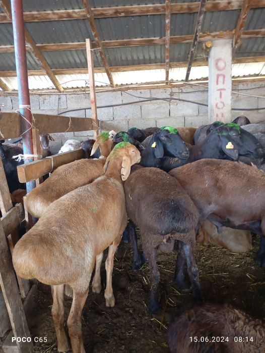 Продам Баран очень низкие цены