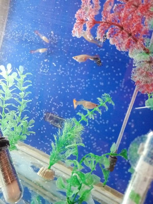 Продам рыбок гуппи