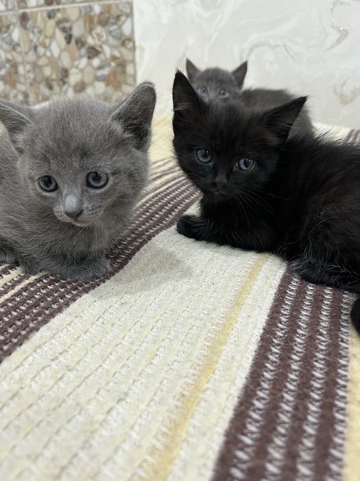 Котята за шоколадку