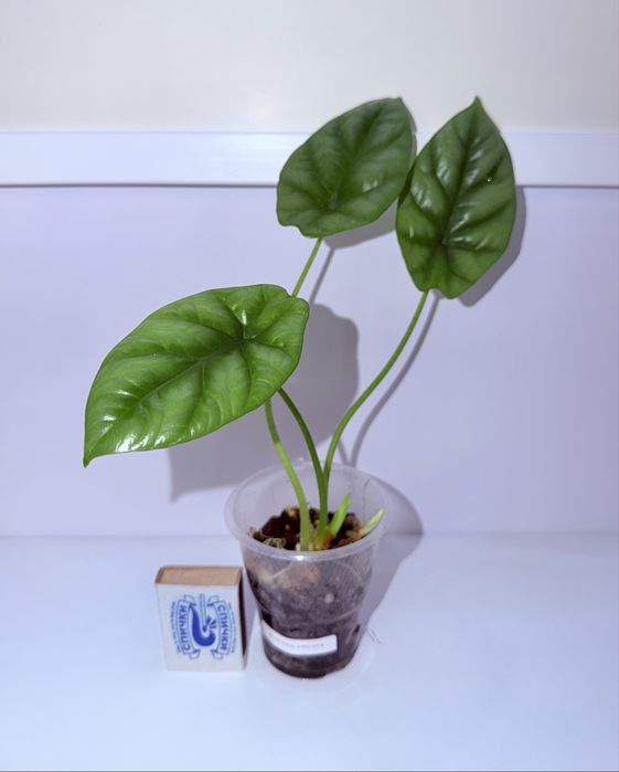 Алоказия, комнатные растения, комнатные цветы