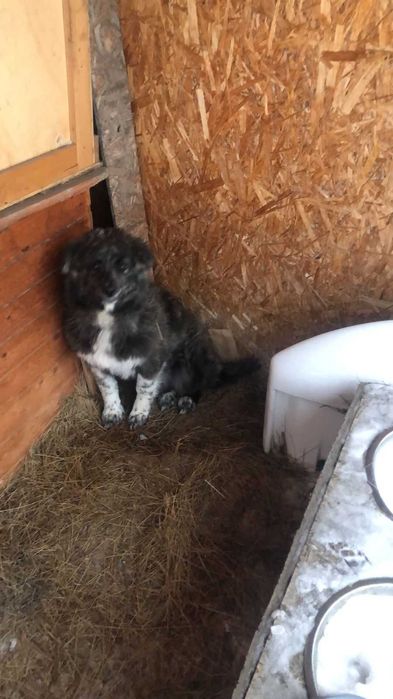 Щенок. Кабель. Дворняжка