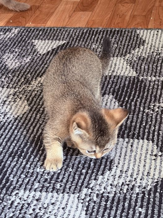 Коцята 2 ойлик 3 та бор