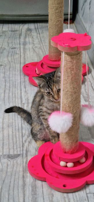Отдам котёнка 3 месяца
