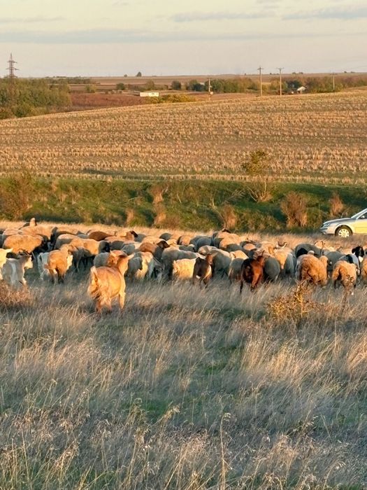 Oi sii capre de vanzare