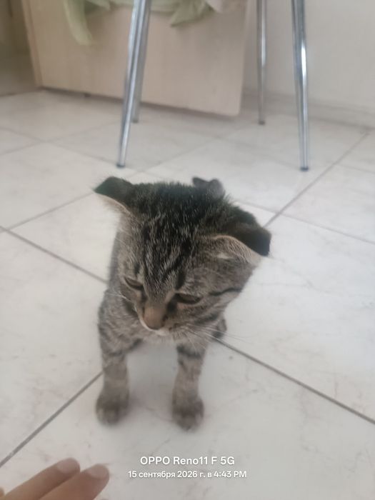 Веслаухи кот на продаже