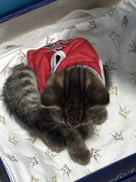 Отдам котенка в добрые руки