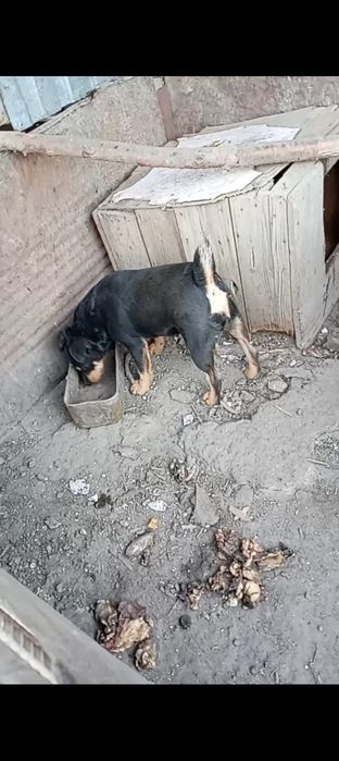 Продается ягдтерьер