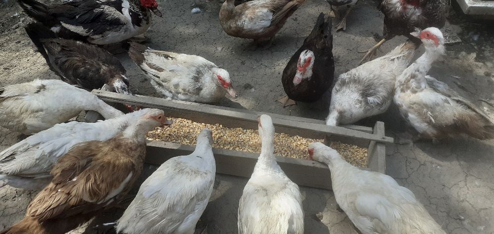 Pui și rațe de casă