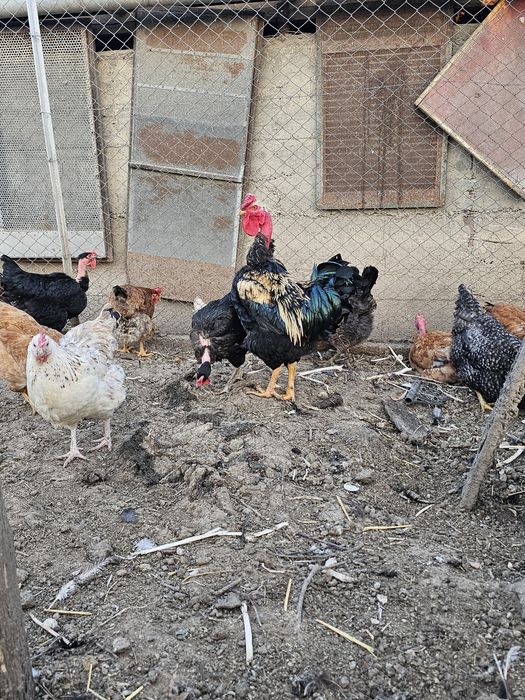 Ouă pentru incubat.