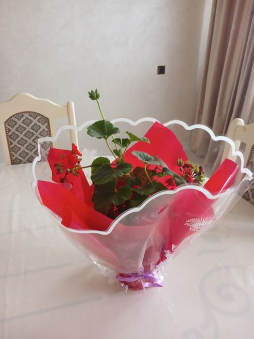 Пеларгония сатылымда.