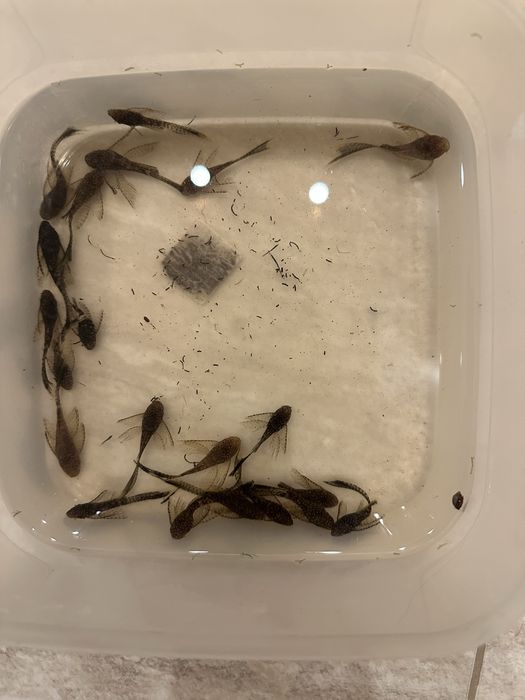 Анциструс черный вуаль