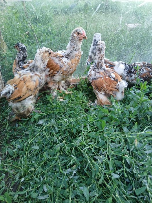 Vind puii găină brahma PORȚELAN.