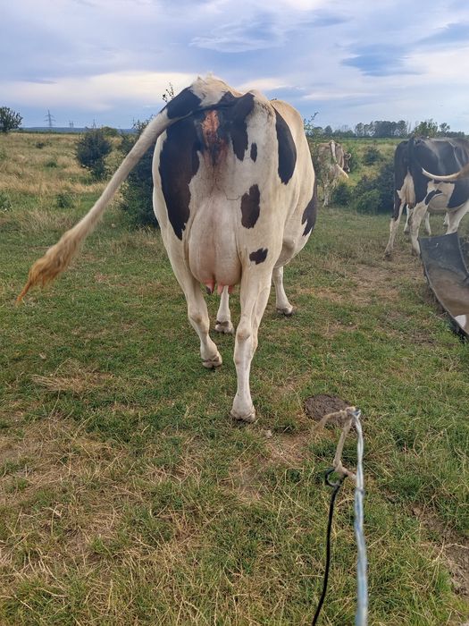Vacă Holstein de vânzare