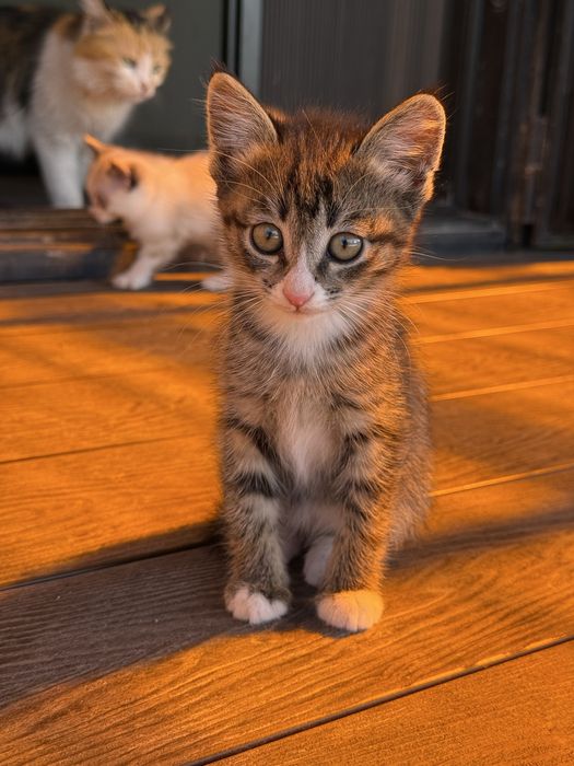 Отдам котят только в добрые руки !