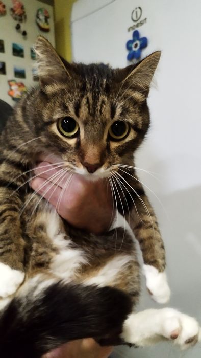 Отдам в добрые руки