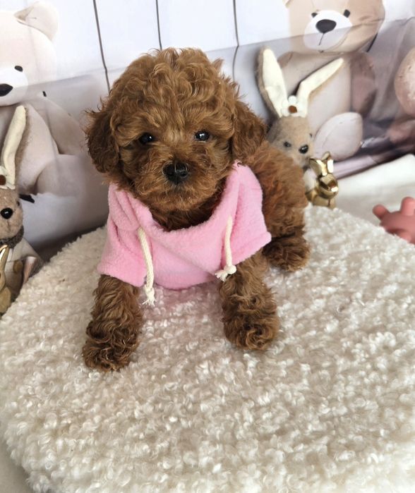 Пудел той / Poodle toy с документ за произход