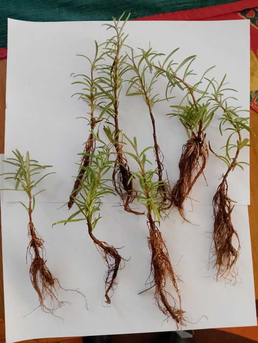 Стайни цветя, коренчета розмарин