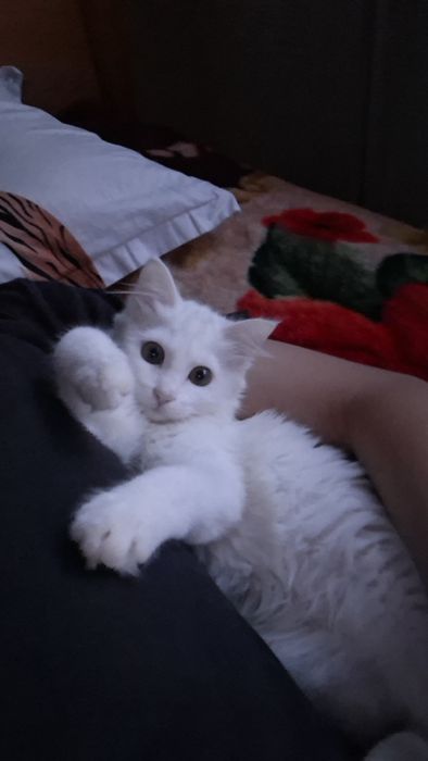 Turk angora mushukcha
