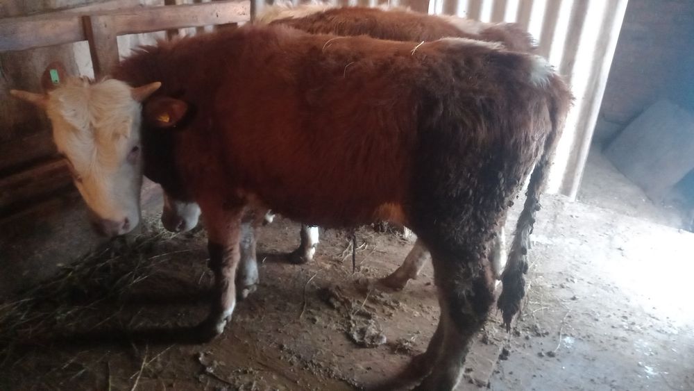 Продам бычков годовалых 3 головы