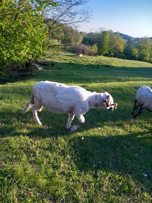 Vând 2 berbeci buni de prăsilă