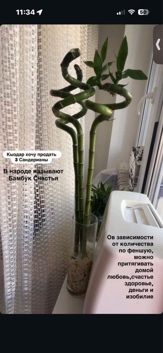 Бамбук счастья (драцена сандера, сандериана)