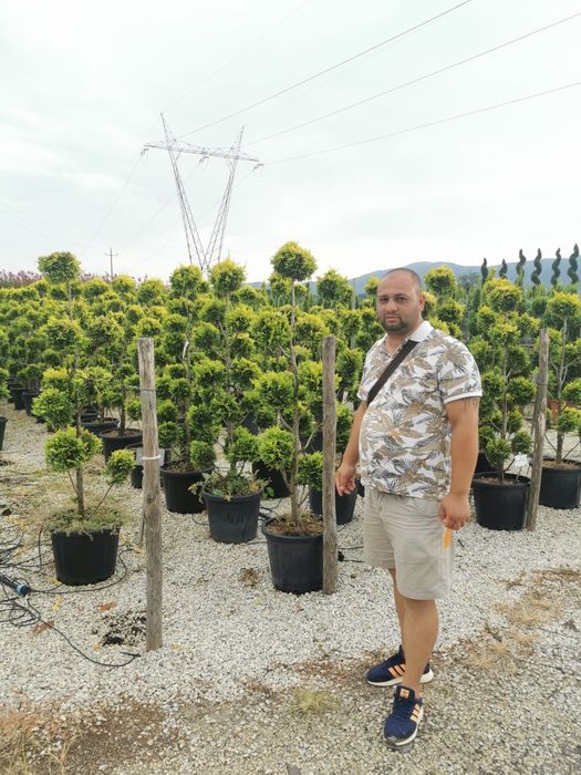 Spirală gold Pon pon blue  Pon pon verde calitate extra