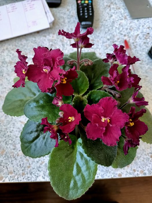 Продам сортовые фиалки