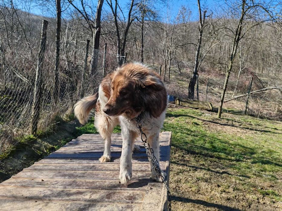 Rollo, pentru adoptie responsabila