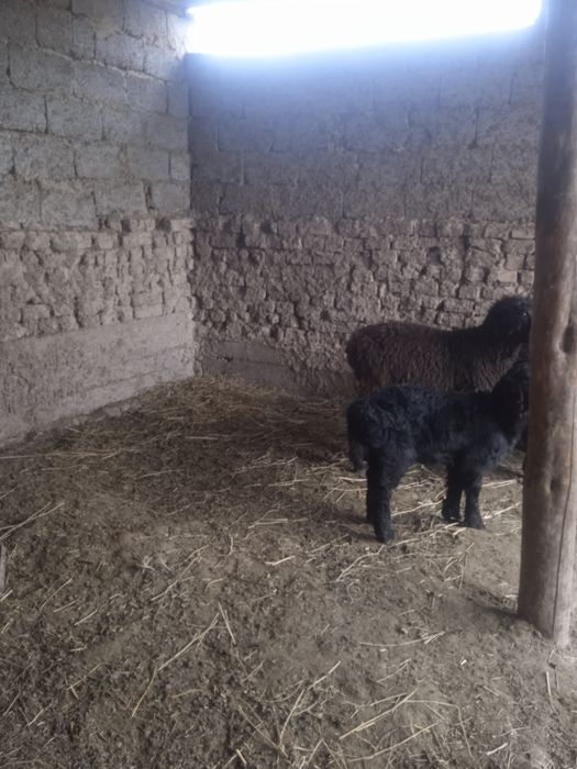 Козылар сатылады кой козы