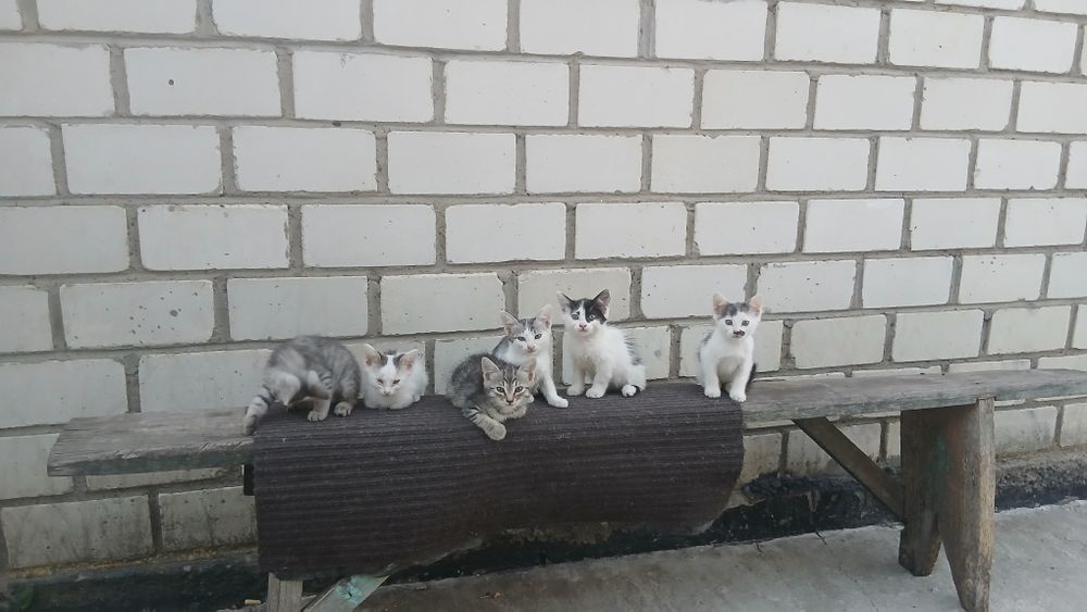 Отдам котят в добрые хорошие руки!