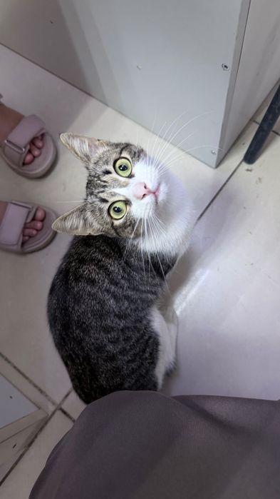 Котенок 6 месяцев