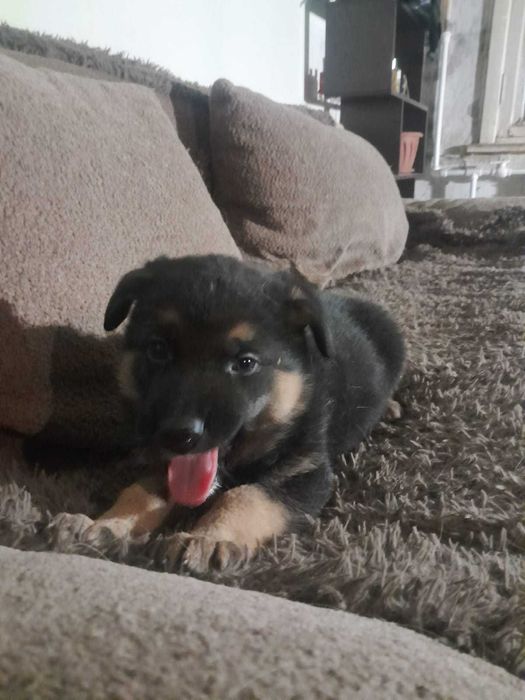 Щенки в ответственные руки