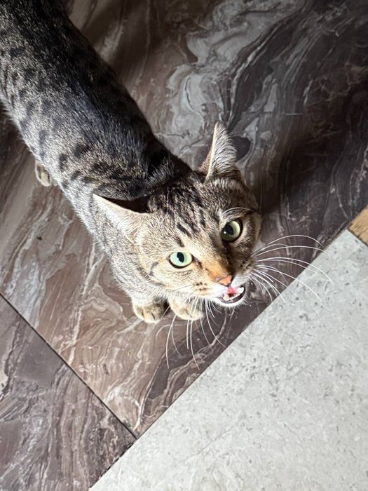 В любящие руки Котик 7-8месяцев